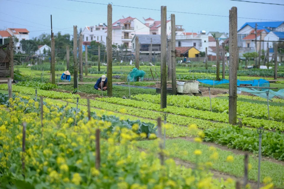 Kỹ thuật viên tại vườn