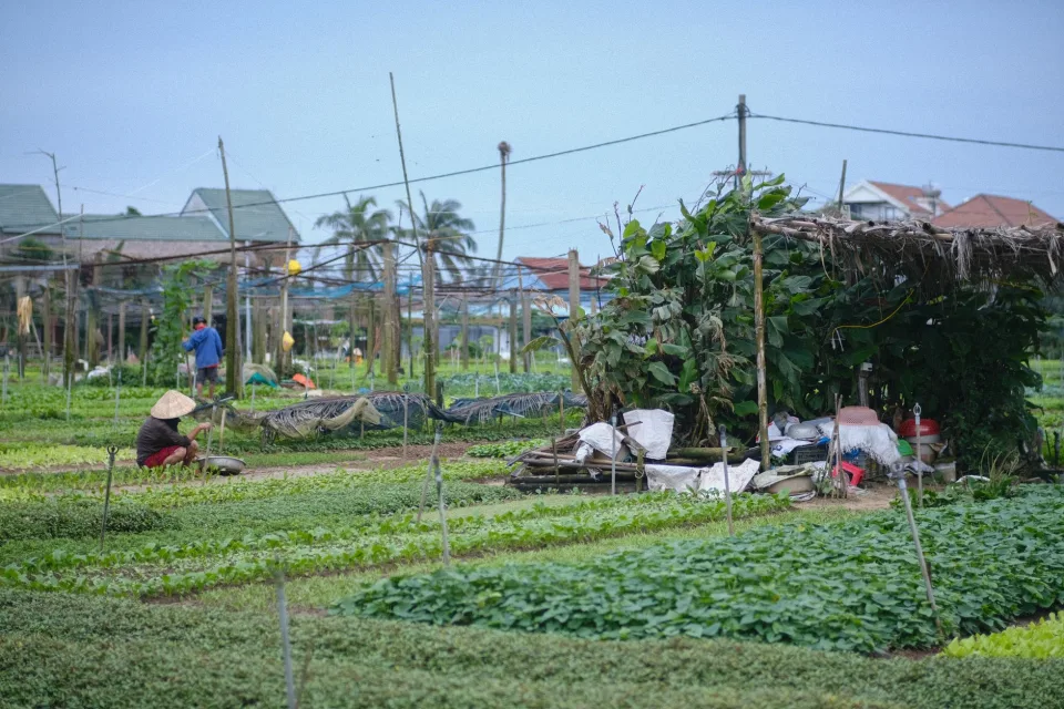 Khu trồng rau